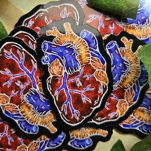 REALISTIC HEART STICKER- Anatomically Correct Heart, Oddities Sticker, Realistic Heart, Gothic Sticker