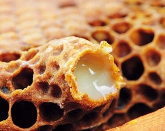 Fresh Royal Jelly 1.5/2.5/3.5/5/8oz