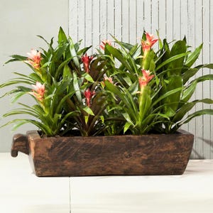 May include: A rectangular, dark brown wooden dough bowl planter containing several bromeliad plants. The plants feature long, pointed green leaves and vibrant, upright flower spikes in shades of pink, orange, and red, arranged in a cluster.