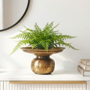 May include: A decorative, antique-style brass planter with a green fern. The planter has a wide, shallow bowl and a rounded base. The fern has many small, green leaves. The planter is on a white surface.