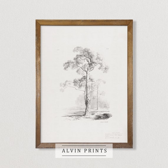 Vintage Tree Drawing Wall Art Mailed Fine Art Minimalist Etsy