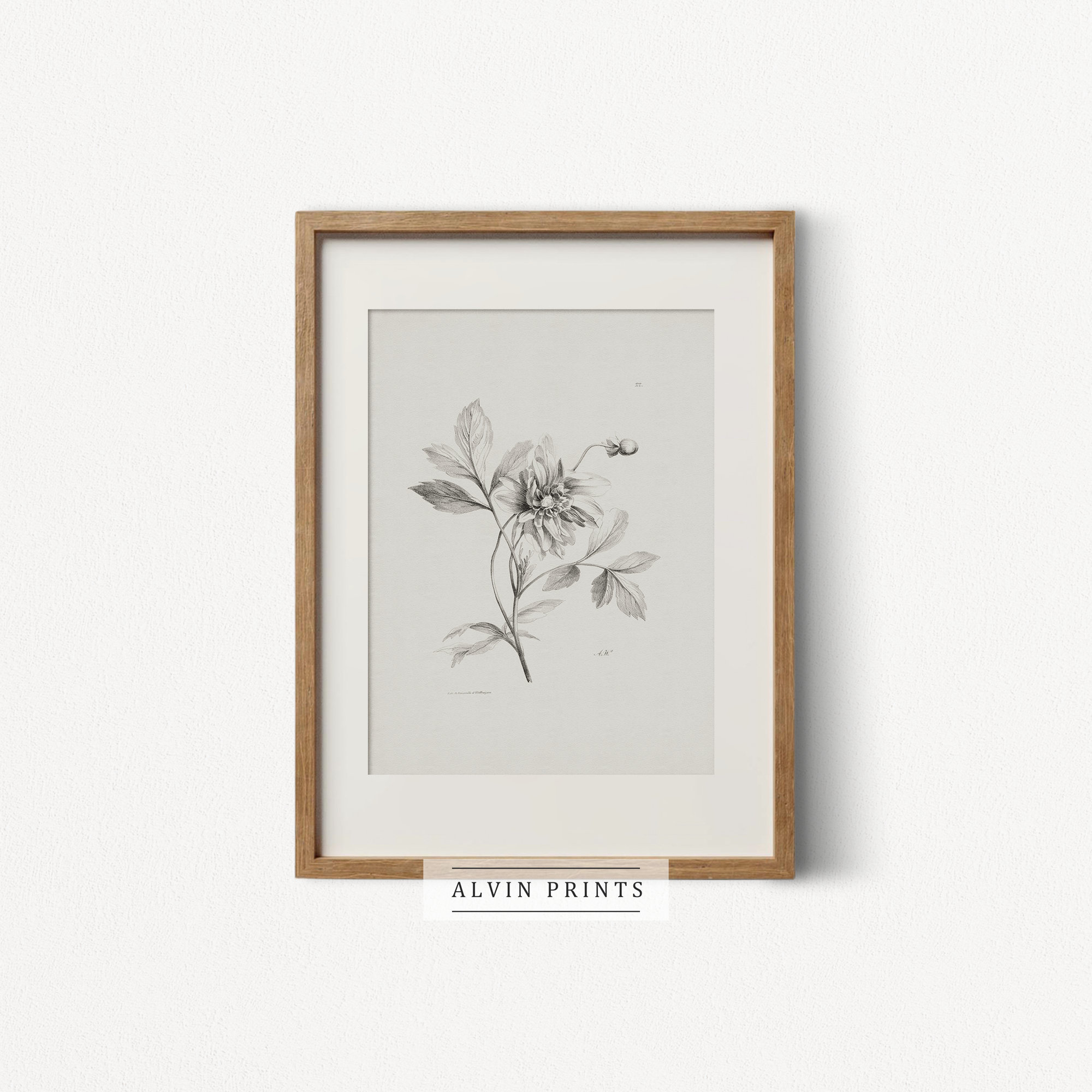Vintage Wild Flower Sketch Wall Art Mailed Art Print Etsy