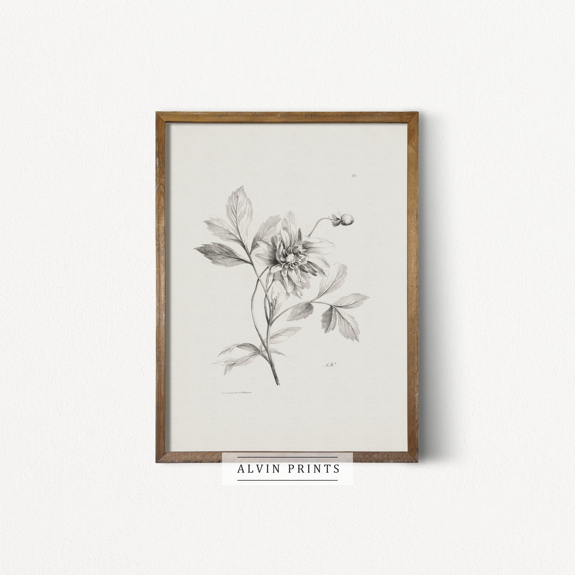 Vintage Wild Flower Sketch Wall Art Mailed Art Print Etsy