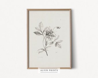 Vintage  Wild Flower Sketch Wall Art - Mailed Art Print - Neutral Botanical Drawing - Minimalist Floral Print for Farmhouse Kitchen bathroom