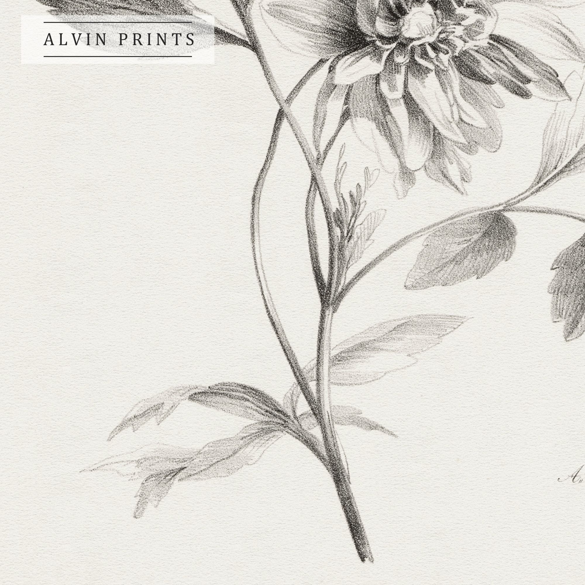 Vintage Wild Flower Sketch Wall Art Mailed Art Print Etsy