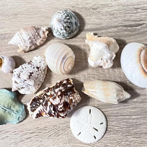May include: A collection of seashells in various shapes, sizes, and colors, including white, brown, and speckled patterns. A sand dollar is also included. The shells are arranged on a light wood-grain surface.