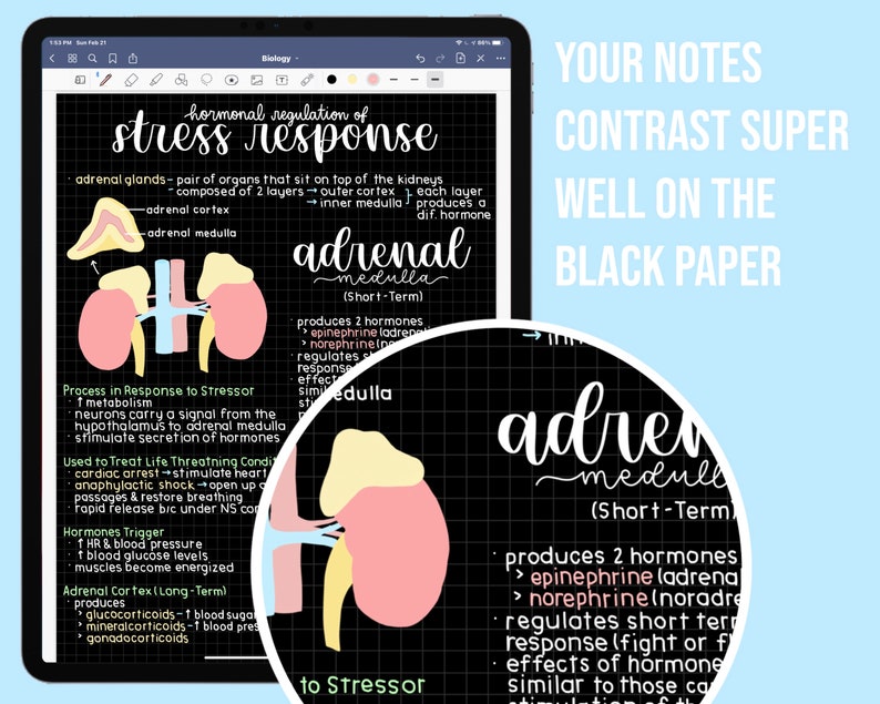 May include: A diagram illustrating the hormonal regulation of the stress response. The diagram shows the adrenal glands, which are located on top of the kidneys. The adrenal glands are composed of two layers: the adrenal cortex and the adrenal medulla. The adrenal medulla produces two hormones: epinephrine and norepinephrine. These hormones are released in response to stress and help the body to cope with stressful situations. The diagram also includes text explaining the process of the stress response and the functions of the adrenal glands.