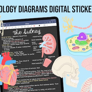 Autocollants numériques biologie et anatomie | GoodNotes iPad dessinés à la main, téléchargement de fichier PNG | Prise de notes, planification, étude