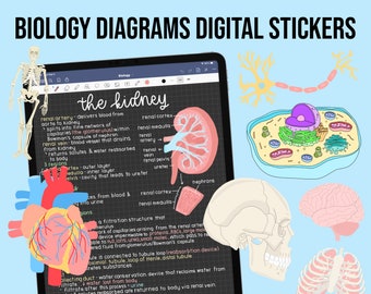 Biology & Anatomy Digital Stickers | Hand-Drawn iPad GoodNotes, PNG File Download | Note-Taking, Planning, Studying