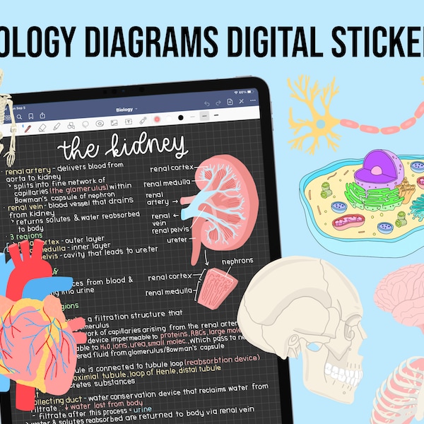 Pegatinas digitales de biología y anatomía / iPad GoodNotes dibujado a mano, descarga de archivos PNG / Toma de notas, planificación, estudio