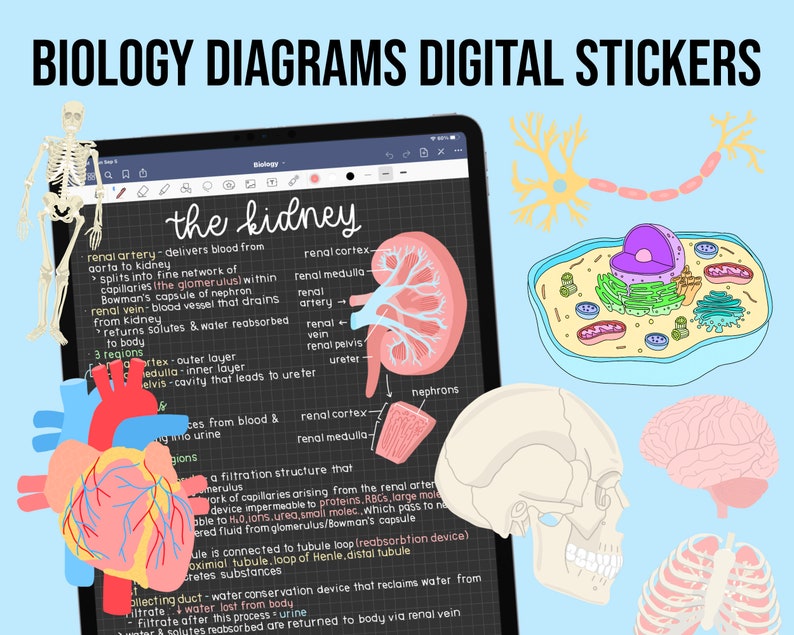 May include: Digital stickers featuring colorful illustrations of human anatomy, including the heart, brain, lungs, skeleton, kidney, and a neuron. The stickers are perfect for students, teachers, or anyone interested in biology.
