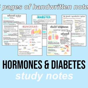 May include: Six pages of handwritten study notes on hormones and diabetes. The notes include diagrams of the adrenal cortex, pancreas, and female reproductive system. The notes are written in black ink on white paper with colorful highlights.