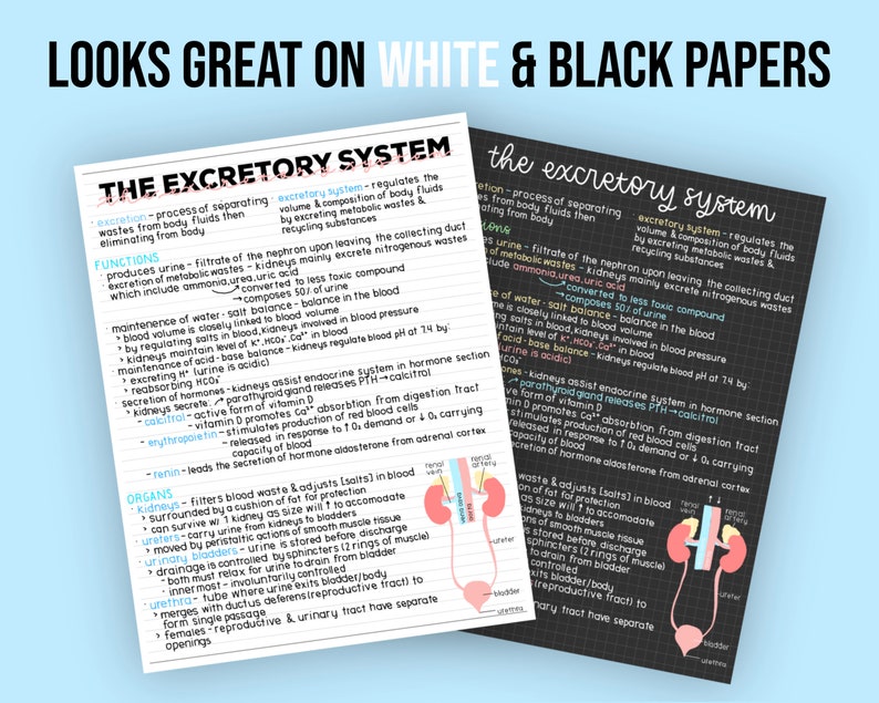 May include: Two handwritten pages with diagrams of the human excretory system. The pages are titled "The Excretory System" and "The Excretory System". The diagrams show the kidneys, ureters, bladder, and urethra. The text describes the functions of the excretory system, including the production of urine, maintenance of water and salt balance, and regulation of blood pressure.