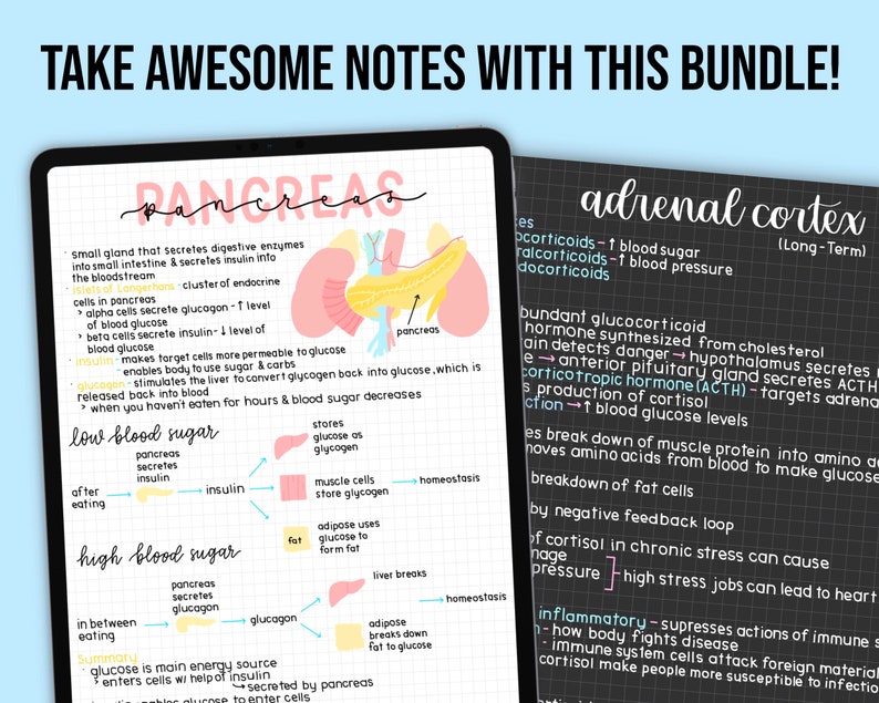 May include: Two digital notebooks displaying handwritten notes on the pancreas and adrenal cortex. The notes are in black, pink, and yellow, with diagrams and text. The top of the image reads, "TAKE AWESOME NOTES WITH THIS BUNDLE!"