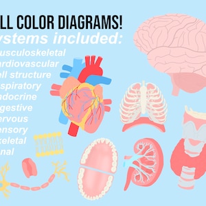 May include: A colorful illustration of the human body's systems, including the brain, heart, lungs, kidneys, and more. The text reads "FULL COLOR DIAGRAMS! systems included: - musculoskeletal - cardiovascular - cell structure - respiratory - endocrine - digestive - nervous - sensory - skeletal - renal"