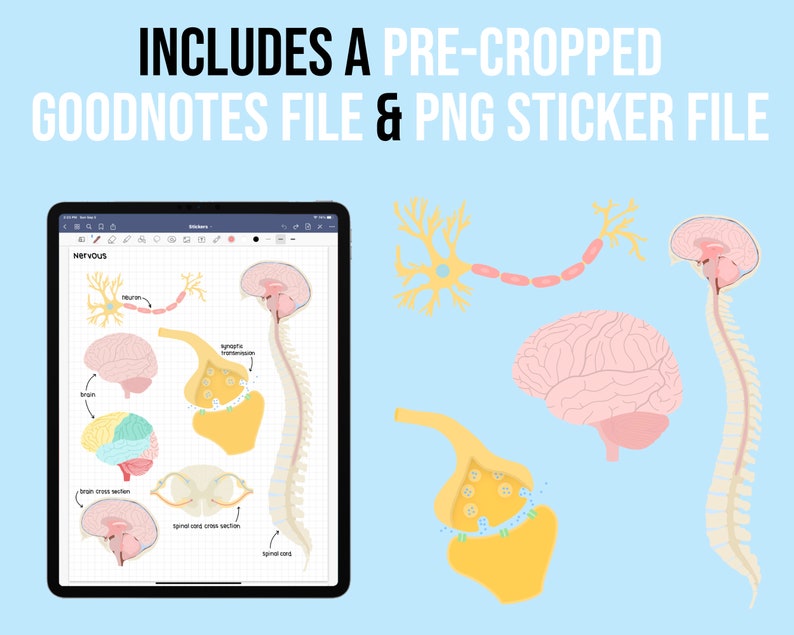 May include: A digital illustration of the human nervous system, including the brain, spinal cord, and a neuron. The illustration is in a light blue background and includes labels for each part of the nervous system. The image is a digital download and includes a Goodnotes file and a PNG sticker file.