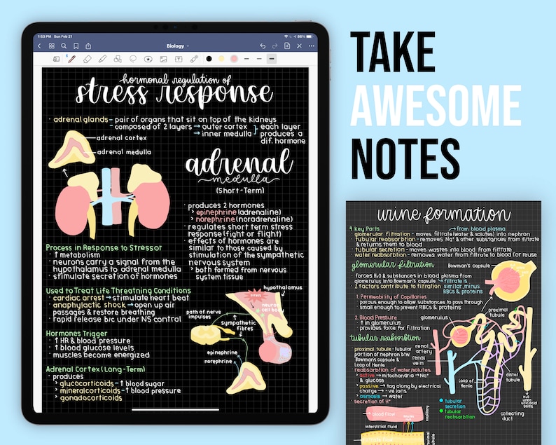 May include: A black and white illustration of the adrenal glands and the process of the stress response. The illustration shows the adrenal medulla and cortex, the path of nerve impulses, and the hormones epinephrine and norepinephrine. The text "hormonal regulation of stress response" is at the top of the illustration.
