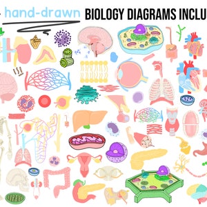 May include: A set of 70+ hand-drawn biology diagrams, including illustrations of the human body, cells, and organs. The diagrams are colorful and detailed, making them perfect for educational purposes.