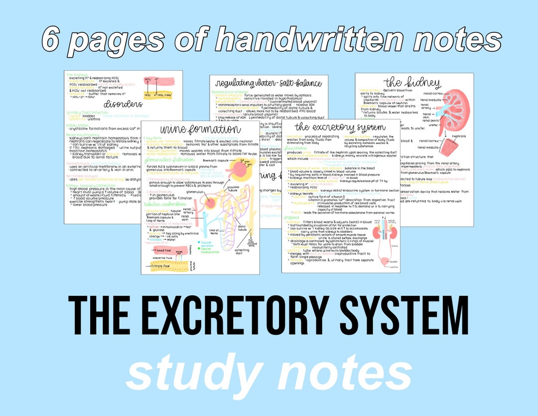 Biology Notes (excretory System) | Digital Notes - Etsy Canada