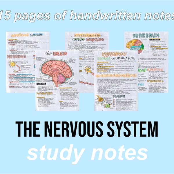 Biology Notes (The Nervous System)