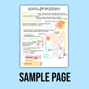 Biology Notes (excretory System) | Digital Notes - Etsy
