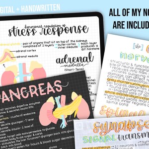 May include: A digital tablet displays handwritten notes on stress response, the pancreas, and the nervous system. The notes are colorful and include diagrams and text. The text "ALL OF MY NOTES ARE INCLUDED!" is also visible.