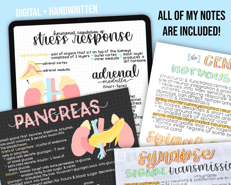 May include: A digital tablet displays handwritten notes on stress response, the pancreas, and the nervous system. The notes are colorful and include diagrams and text. The text "ALL OF MY NOTES ARE INCLUDED!" is also visible.