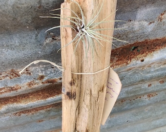 Exhibidor de plantas aéreas de pino ponderosa — Detalle de madera natural de Nuevo México / 71 cm