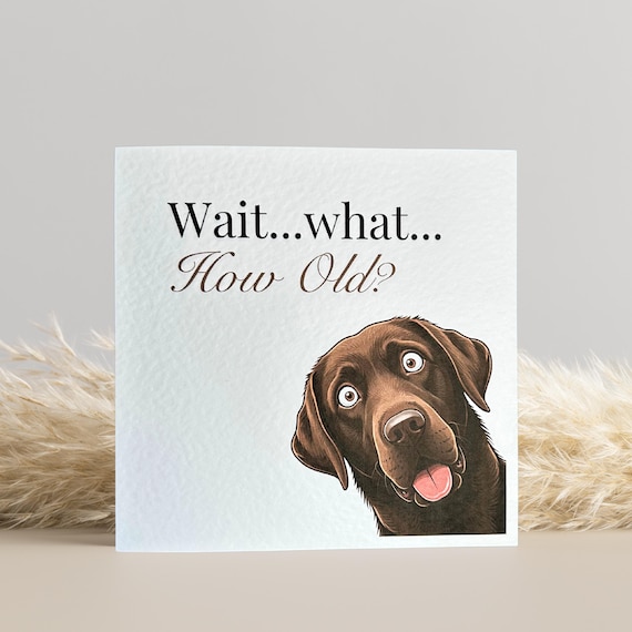 Chocolate Labrador Birthday Card
