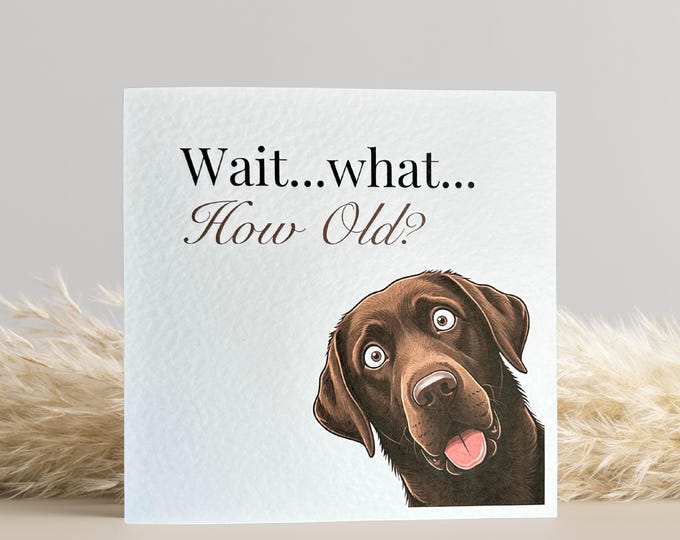 Chocolate Labrador Birthday Card