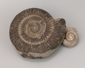 ダクティリオセラス・コミューンアンモナイト化石、英国産ジュラ紀真正