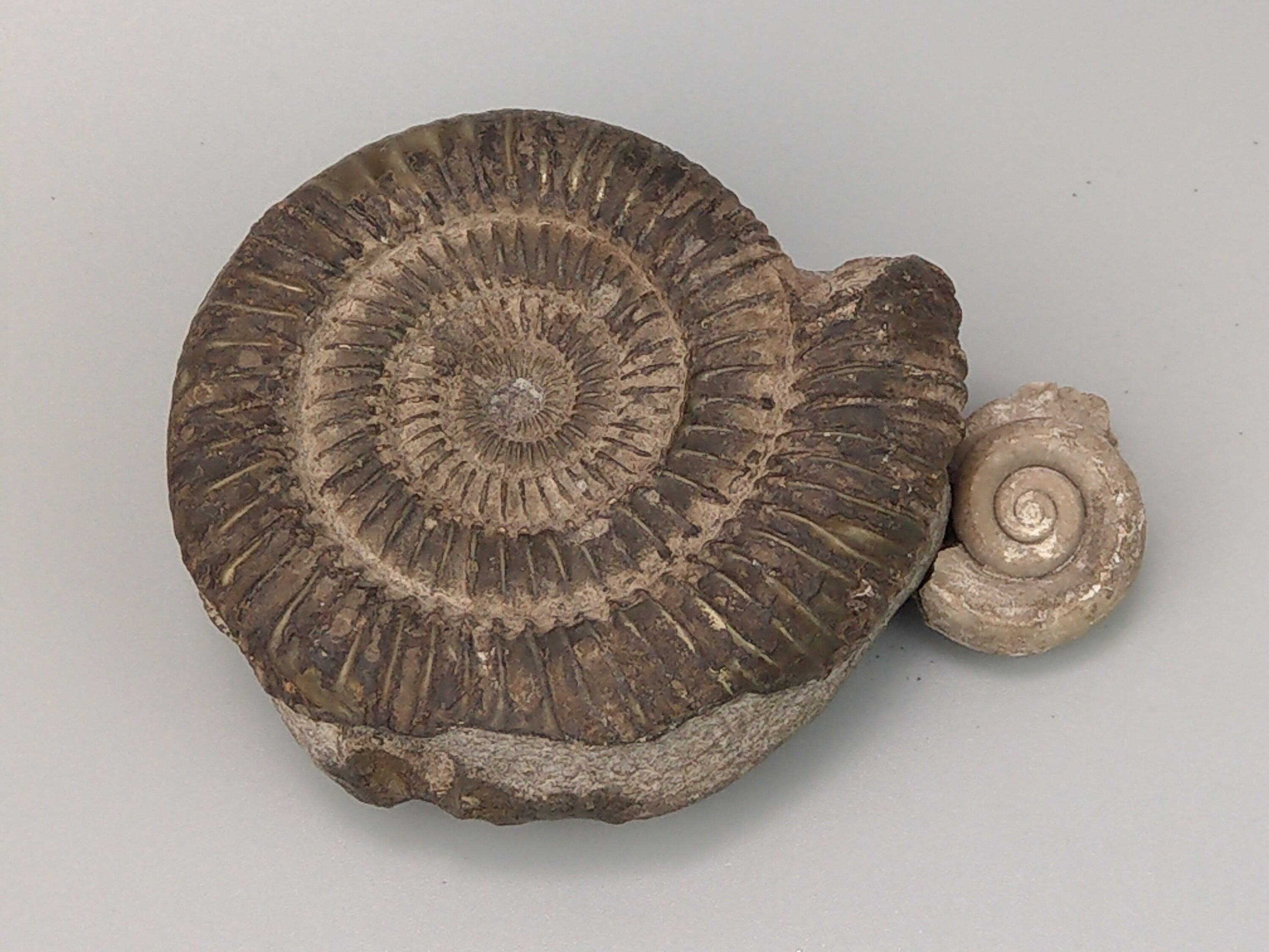 Dactylioceras - Etsy 日本
