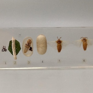 Vintage Resin Lucite specimen stage study of Silkworm c1950