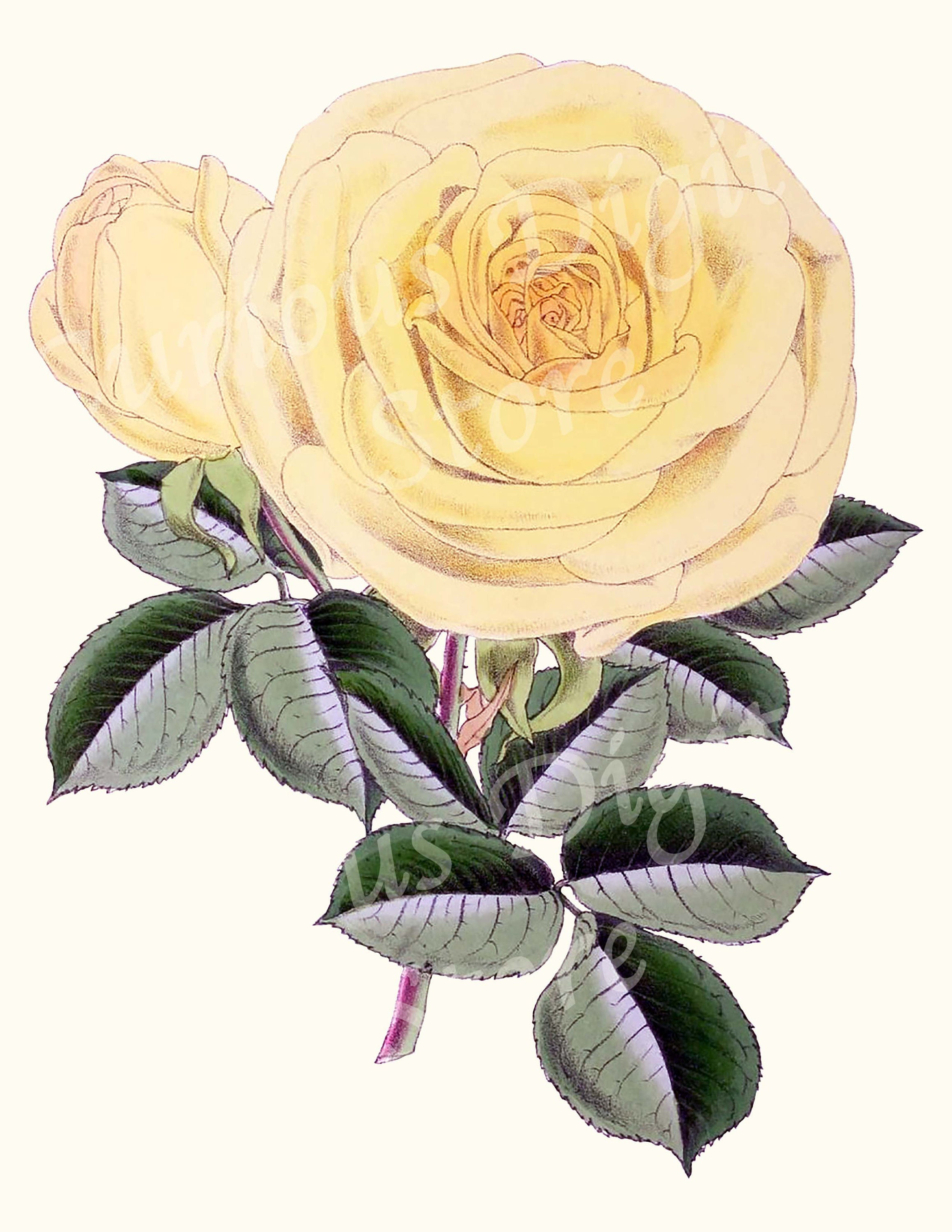 Yellow Rose Printable Wall Art Antique Illustration for Printing 2100 Artwork INSTANT DOWNLOAD Vintage Rose Digital Image Collage