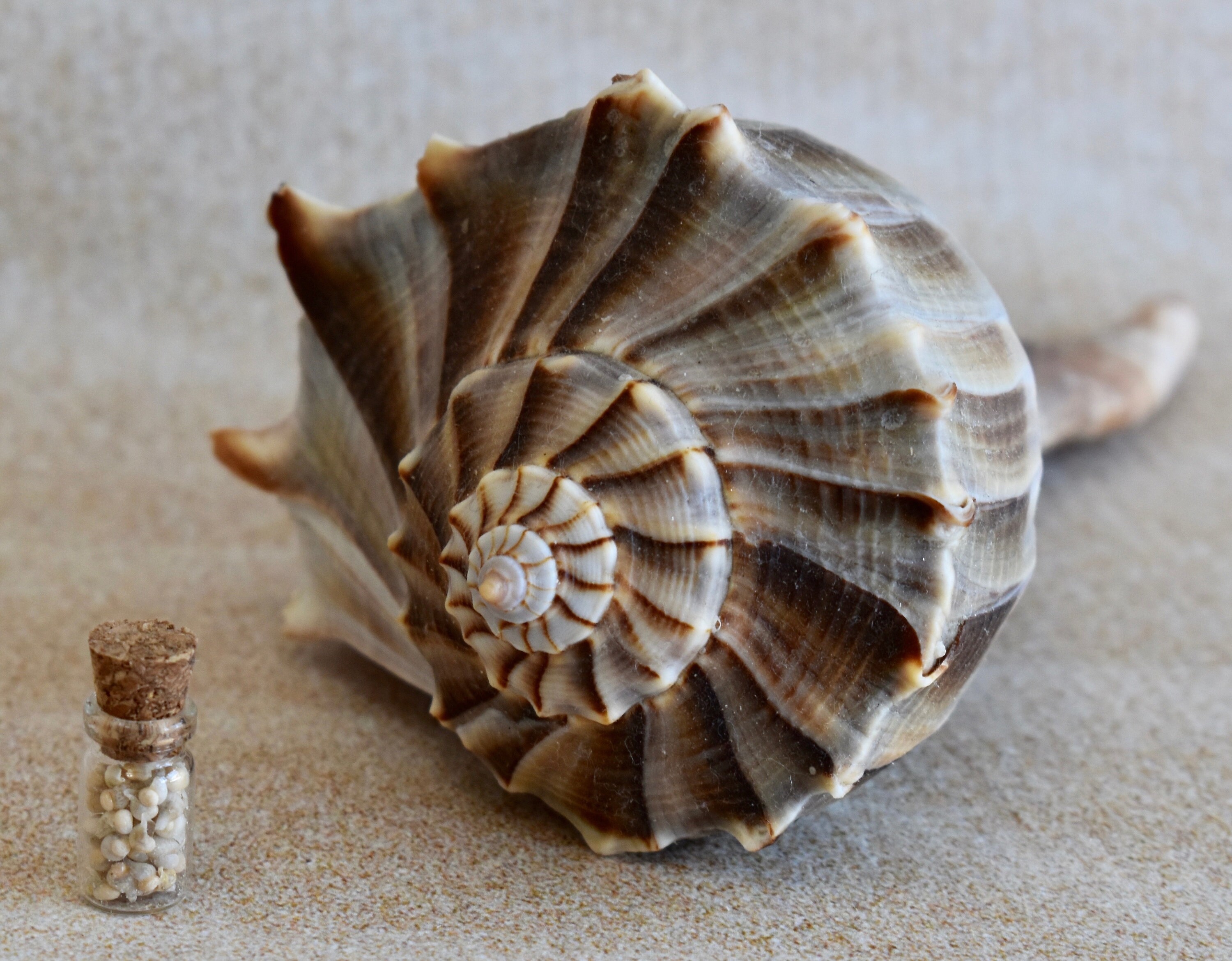 Tiny Baby Lightning Whelk Bottle Etsy