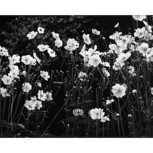 Anemonen, Galway