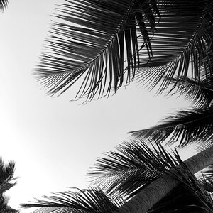 Palms, Puerto Rico