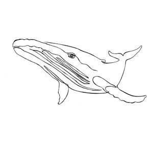 Whale, Wal Linear, Fine art, Line Art, Vektor (SVG, PNG, PDF), Print Art, Minimal Tattoo