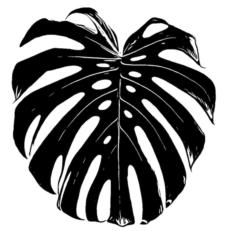 Download Monstera Leaf SVG PNG JPEG | Etsy