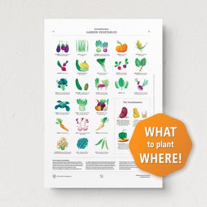 Gids voor begeleidende planten | A2-compatibele poster tuingroenten | Tuincadeau | Milieuvriendelijk tuindecor | Perfect cadeau voor tuinders