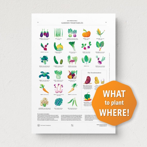 Plant Incompatibility Table Garden Compatibility Chart Your Guide To Companion Planting Vegetables