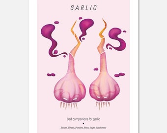 Garlic Print Art, Pink Kitchen Poster, Illustrated Food Poster A5, Garlic Incompatible Plants, Grow Your Food Poster, Kitchen Wall Decor