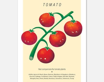 Illustrated Tomato Poster, Growing Cherry Tomatoes, Kitchen Wall Art, Tomato Incompatible Plants, A5 Food Poster, Food Print Art