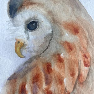 Owl bird original watercolor painting crane bird, Owl bird Original art, owl Original Art, Owl Wall Art, Crane portrait, Owl bird painting