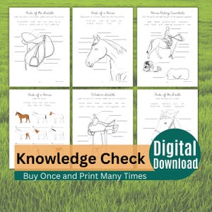 Horse education printable for homeschool learning, horse camps, and equestrian students studying horse care and equipment.