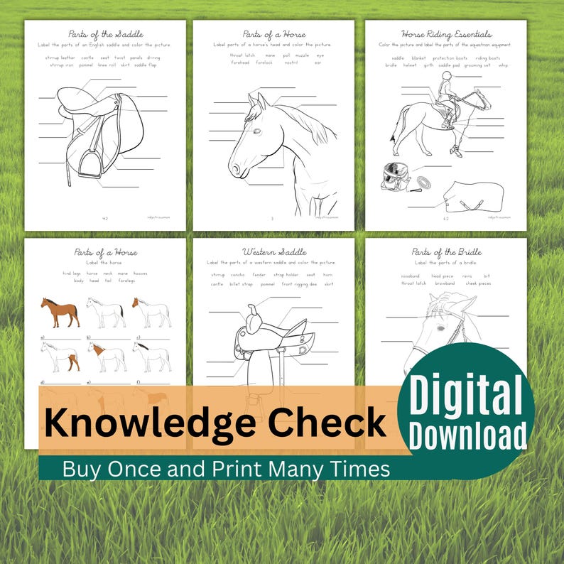 Horse education printable for homeschool learning, horse camps, and equestrian students studying horse care and equipment.