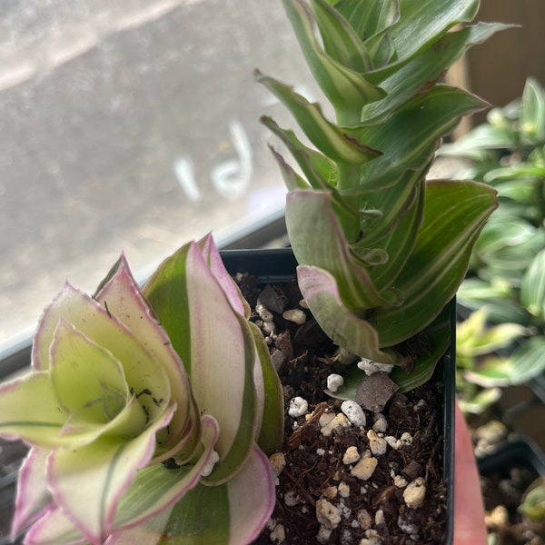 Callisia soconuscensis (congesta) variegata- variegated dragons tail