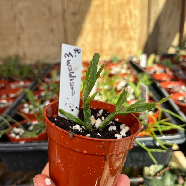 Rhipsalis ewaldiana  2.5” pot
