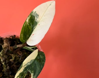 Epipremnum pinnatum albo 3” rooted plant