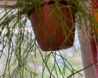 Rhipsalis mistletoe cactus cuttings